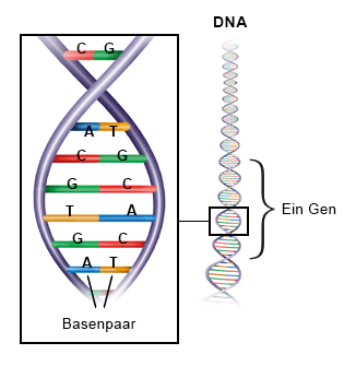 DNA