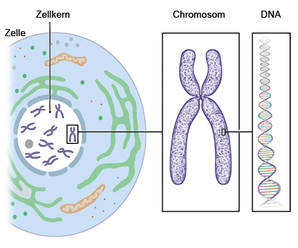 Chromosomen